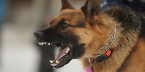 dog bite injury attorneys